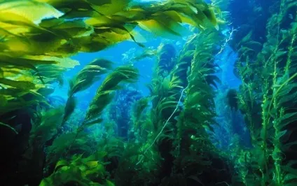 Морські водорості корисні властивості і способи застосування (шкода) Морські водорості корисні властивості і способи застосування
