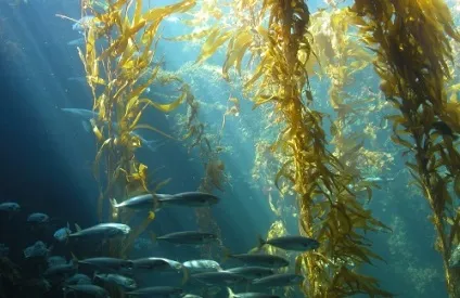 Морські водорості корисні властивості і способи застосування (користь) Морські водорості корисні властивості і способи застосування