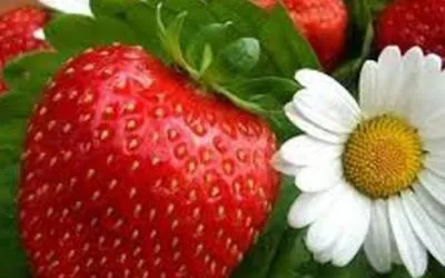 Чи можна удобрювати полуницю гноєм (полуниця) Чи можна удобрювати полуницю гноєм