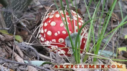 Мухомори як використовують, дослідження, корисні властивості і лікуванні при онкології (властивості) Мухомори як використовують, дослідження, корисні властивості і лікуванні при онкології