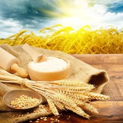 Борошно Манітоба характеристики, застосування (мука) Борошно Манітоба характеристики, застосування
