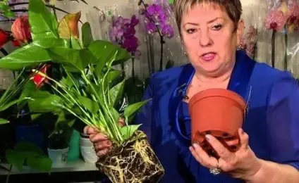 Чоловіча квітка антуріум фото, догляд і прикмети