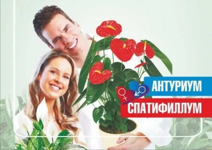 Чоловіча квітка антуріум фото, догляд і прикмети