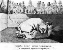 Наші Домашнi жівотния