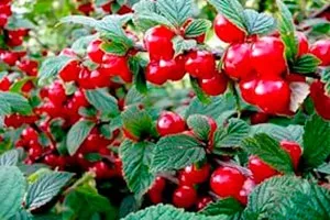 Наші корисні поради по догляду за вишнею в сибіру - секрети садівників (садівників) Наші корисні поради по догляду за вишнею в сибіру - секрети садівників