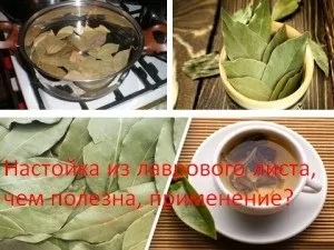 Настоянка з лаврового листа, ніж корисна, застосування, мій знахар (настоянка) Настоянка з лаврового листа, ніж корисна, застосування, мій знахар