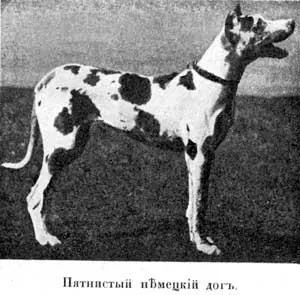Наші Домашнi жівотния