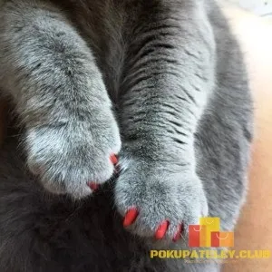 Насадки на кігті для котів і собак, клуб покупців (домашнім тваринам) Насадки на кігті для котів і собак, клуб покупців