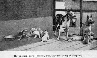 Наші Домашнi жівотния