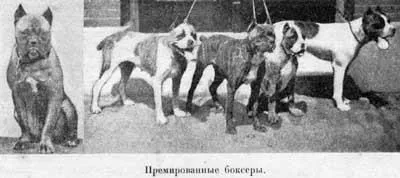 Наші Домашнi жівотния