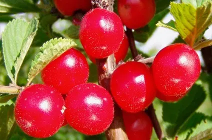 Наші корисні поради по догляду за вишнею в сибіру - секрети садівників (сибіру) Наші корисні поради по догляду за вишнею в сибіру - секрети садівників