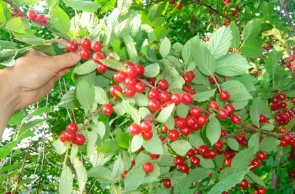 Наші корисні поради по догляду за вишнею в сибіру - секрети садівників (садівників) Наші корисні поради по догляду за вишнею в сибіру - секрети садівників