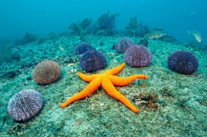 Настав на морського їжака (морського) Настав на морського їжака