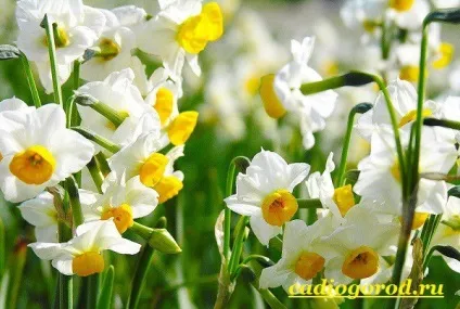 Нарцис квітка