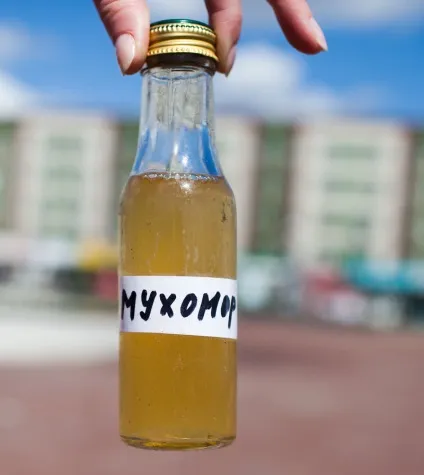 Настоянка з мухоморів для суглобів