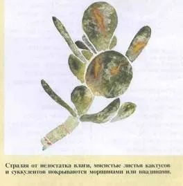 Недостатній полив і як відновити рослина