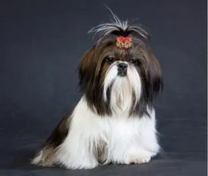 Недорогі породи собак і найрізноманітніші існуючі види з їх описом (існуючі породи собак) Недорогі породи собак і найрізноманітніші існуючі види з їх описом