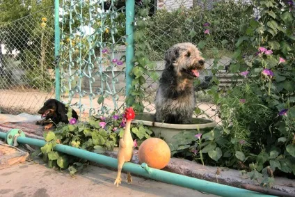 Не як кішка з собакою! Як два пса поважають кота