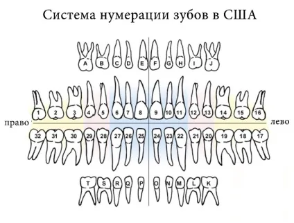 Нумерація зубів в стоматології у дорослих і дітей - доктор зуб (зубної першого сегмента) Нумерація зубів в стоматології у дорослих і дітей - доктор зуб