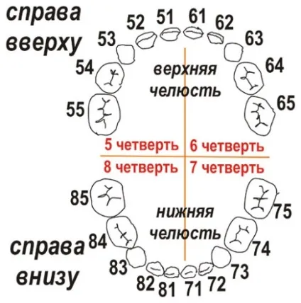 Нумерація зубів в стоматології у дорослих і дітей - доктор зуб (дітей) Нумерація зубів в стоматології у дорослих і дітей - доктор зуб