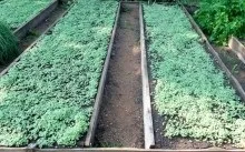 Чи потрібно перекопувати гірчицю терміни і способи перекопування (перекопування) Чи потрібно перекопувати гірчицю терміни і способи перекопування