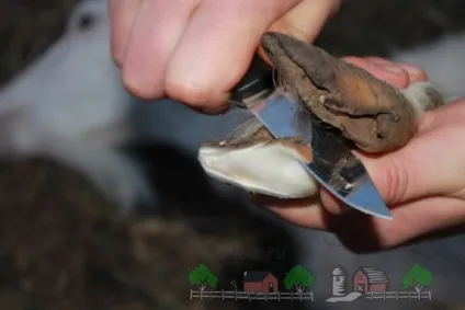 Обрізка копит у кіз ефективні методи і відео (докладатиме досить) Обрізка копит у кіз ефективні методи і відео
