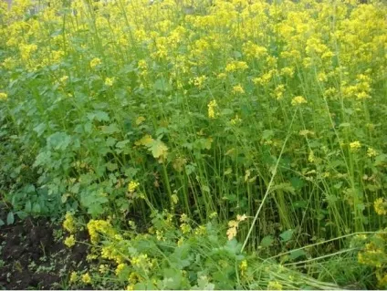 Чи потрібно перекопувати гірчицю терміни і способи перекопування (перекопувати) Чи потрібно перекопувати гірчицю терміни і способи перекопування