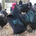 Огляд курей породи Падуан опис, зміст і фото представників (представників) Огляд курей породи Падуан опис, зміст і фото представників