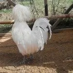 Огляд курей породи Падуан опис, зміст і фото представників (опис) Огляд курей породи Падуан опис, зміст і фото представників