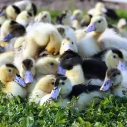 Огляд породи качок мулард відгуки про них і фото (породи) Огляд породи качок мулард відгуки про них і фото