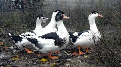 Огляд породи качок мулард відгуки про них і фото (качок) Огляд породи качок мулард відгуки про них і фото