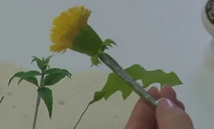 Кульбаби з полімерної глини своїми руками (Кадмій жовтий середній) Кульбаби з полімерної глини своїми руками