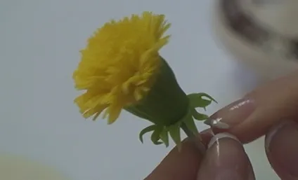 Кульбаби з полімерної глини своїми руками (майстер-клас) Кульбаби з полімерної глини своїми руками