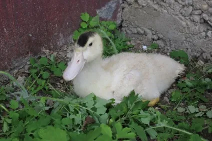 Огляд породи качок мулард відгуки про них і фото (огляд) Огляд породи качок мулард відгуки про них і фото