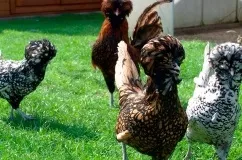 Опис і характеристика породи курей Падуан з фото, особливості утримання та розведення (опис) Опис і характеристика породи курей Падуан з фото, особливості утримання та розведення