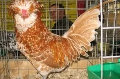 Опис і характеристика породи курей Падуан з фото, особливості утримання та розведення (характеристика) Опис і характеристика породи курей Падуан з фото, особливості утримання та розведення