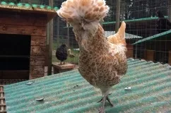 Опис і характеристика породи курей Падуан з фото, особливості утримання та розведення (породи) Опис і характеристика породи курей Падуан з фото, особливості утримання та розведення