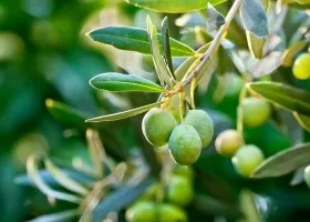 Опис, види і вирощування маслини європейської (olea europaea) Опис, види і вирощування маслини європейської