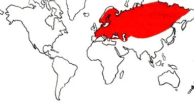 Окунь опис, поширення, спосіб життя і спосіб лову (образ) Окунь опис, поширення, спосіб життя і спосіб лову