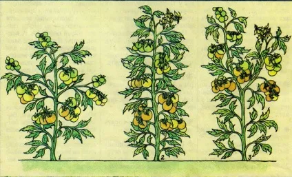 Про помідори