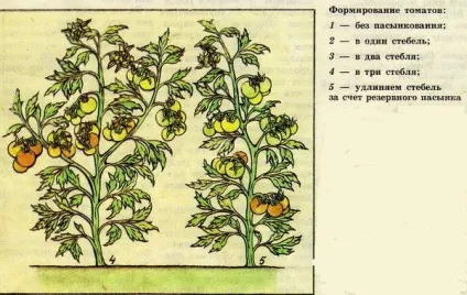 Про помідори