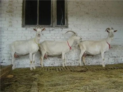 Досвід створення племінного репродуктора снііжк з розведення кіз зааненской породи, головний (зааненской) Досвід створення племінного репродуктора снііжк з розведення кіз зааненской породи, головний