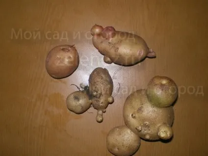 Про картоплі