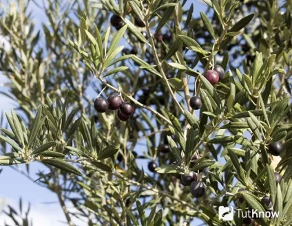 Опис, види і вирощування маслини європейської (маслини) Опис, види і вирощування маслини європейської