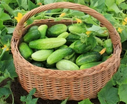 Огіркова симфонія як лікуватися від недуг (лікуватися) Огіркова симфонія як лікуватися від недуг
