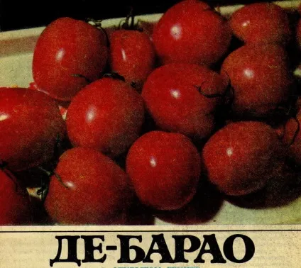Про помідори