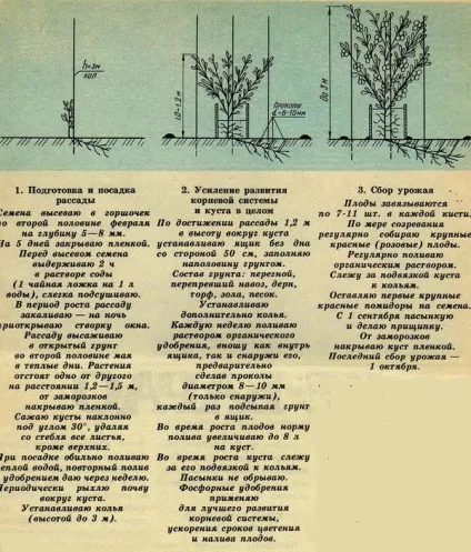 Про помідори