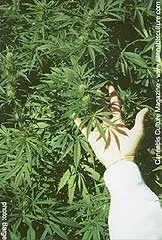Органічний гровінг (grow organic) - грунту, грунти, субстрати - статті - все про вирощування конопель (органічний) Органічний гровінг (grow organic) - грунту, грунти, субстрати - статті - все про вирощування конопель
