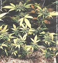 Органічний гровінг (grow organic) - грунту, грунти, субстрати - статті - все про вирощування конопель (grow) Органічний гровінг (grow organic) - грунту, грунти, субстрати - статті - все про вирощування конопель