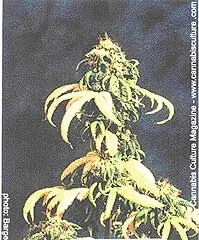 Органічний гровінг (grow organic) - грунту, грунти, субстрати - статті - все про вирощування конопель (organic) Органічний гровінг (grow organic) - грунту, грунти, субстрати - статті - все про вирощування конопель